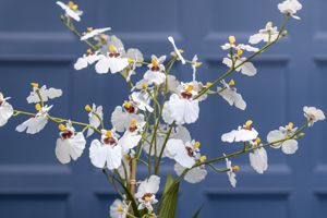 Photo 10- click for photo gallery